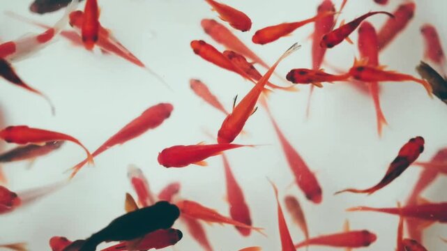 金魚すくい