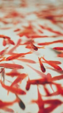 金魚すくい