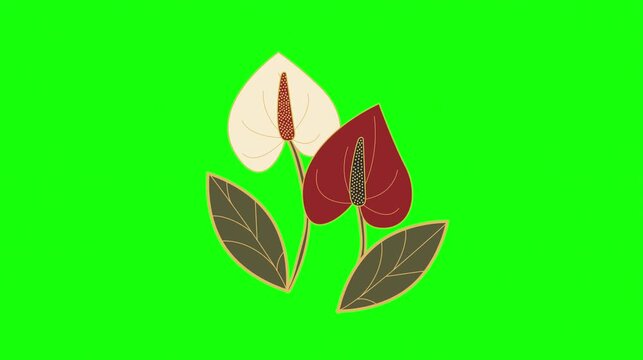 Delicate anthurium flowers with lush leaves against a vibrant green background