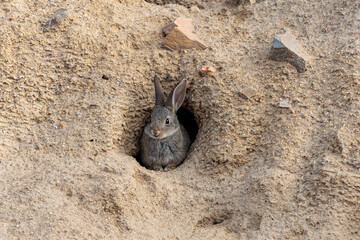 Oryctolagus cuniculus. Young common or European rabbit peeking out of the burrow. © LFRabanedo