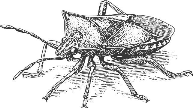 Detailed black and white illustration of a shield bug on surface, insect drawing with intricate texture and anatomy