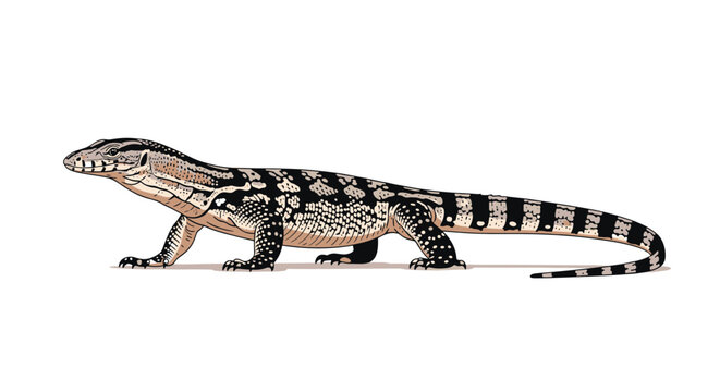 Large perentie monitor lizard crawls across a white background in this detailed wildlife illustration for nature study.