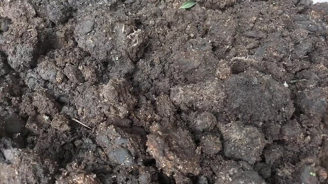4K Cow Dung Processing for Bio Fertilizer | Sustainable Farming Footage