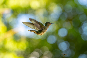 Fototapeta premium The image shows a hummingbird emerald sapphire (Chionomesa lactea).