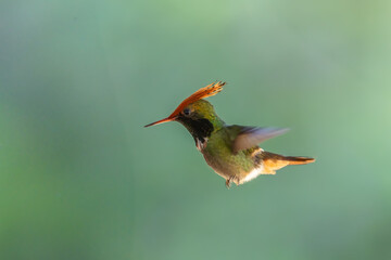 Fototapeta premium The rufous-crested coquette (Lophornis delattrei) is a species of hummingbird native to the tropical slopes of pacific South America.