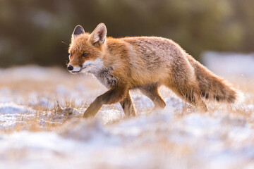 Obraz premium Cute Red Fox, Vulpes vulpes in fall forest. Beautiful animal in the nature habitat. Wildlife scene from the wild nature. Red fox running in orange autumn leaves
