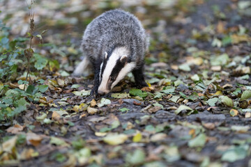 The Forest Badger (Meles Meles) in its typical drenching. The badger is a beast of the weasel family. © vaclav