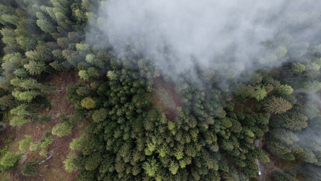 bosco conifere foresta 