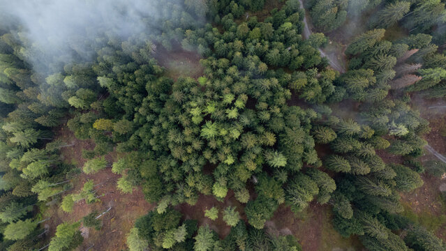 bosco foresta conifere 