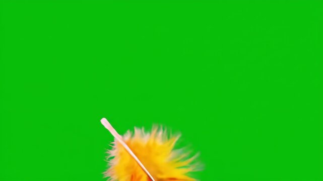 A beautiful and vibrant feather featuring red, blue, and yellow colors gracefully floats and spins on a green screen background, perfect for compositing.