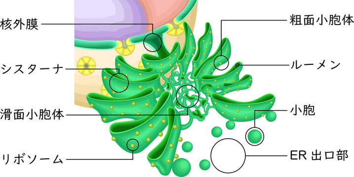 Endoplasmic Reticulum (ER) Ultrastructure | Membrane Network and Ribosome Distribution