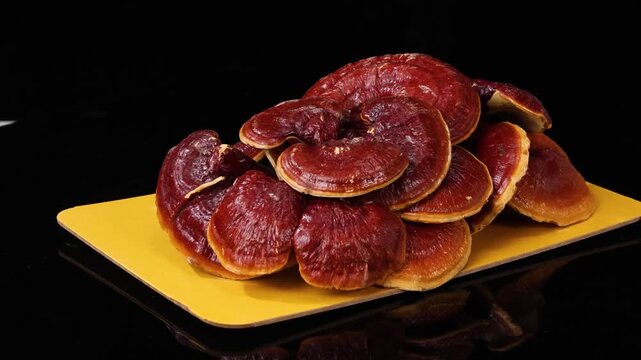 Group of premium dried Ganoderma Lingzhi mushrooms on a yellow board against a black background