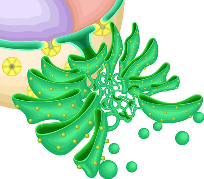 Endoplasmic Reticulum (ER) Ultrastructure | Membrane Network and Ribosome Distribution
