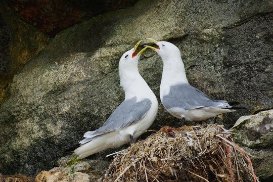 Pair of kittiwakes on their nest