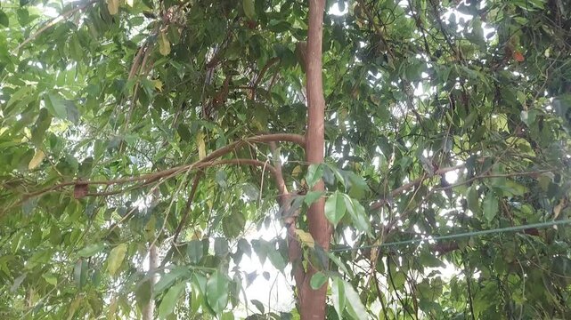 4K Ultra HD Agar Wood Plant Footage | Tropical Oud Tree Close-Up Nature Clip