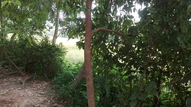 4K Beautiful Agar Tree in Nature | Rare Oud Wood Plant Cinematic Outdoor Footage