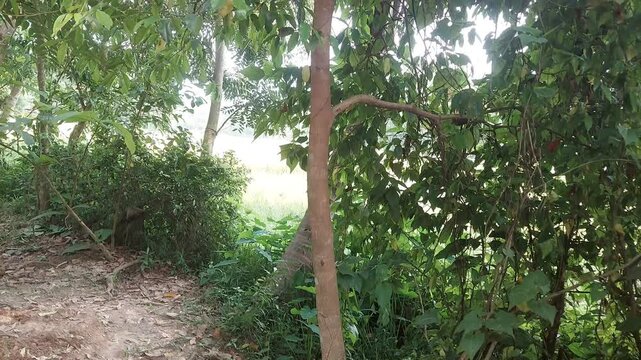 4K Stunning Agar Wood Tree Close-Up | Natural Oud Tree in Tropical Forest Cinematic Footage