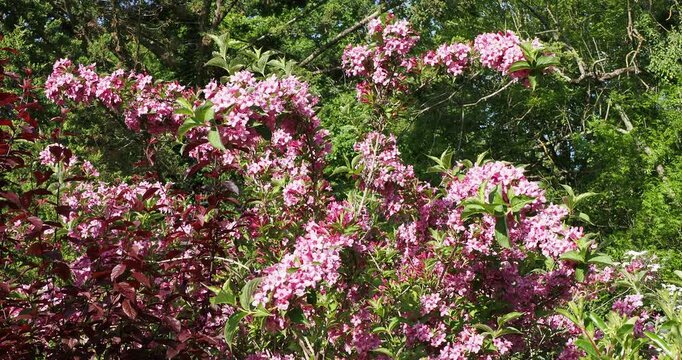 Weigela florida or old-fashioned weigela. A large, bushy shrub with abundant pink funnel-shaped flowers on long, upright and drooping stems, with light green, oval, veined foliage