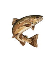 Naklejka premium Vintage rainbow trout illustration, jumping brown trout fish with spotted scales, realistic freshwater salmonid drawing isolated on white background