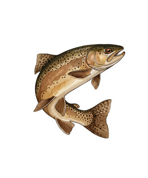 Vintage rainbow trout illustration, jumping brown trout fish with spotted scales, realistic freshwater salmonid drawing isolated on white background