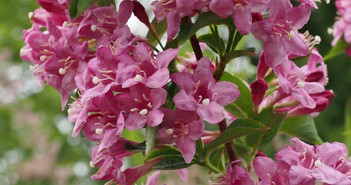 Funnel-shaped clusters of pink flowers of Weigela florida shrub (Old-fashioned weigela or weigela rosea) with slightly toothed, oval-green leaves on short lateral shoots