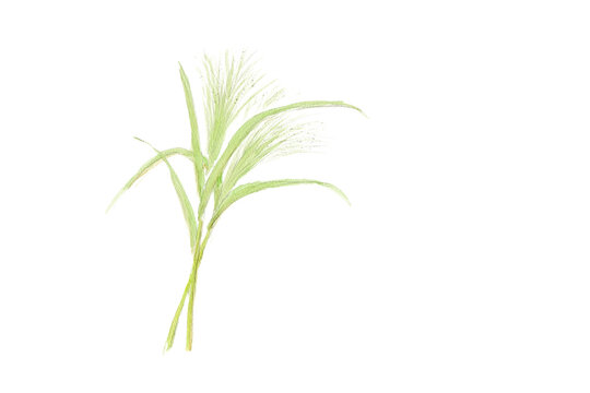 スモークグラスの手描き水彩イラスト