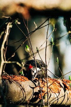 A pileated woodpecker using its beak to pry bark off a tree