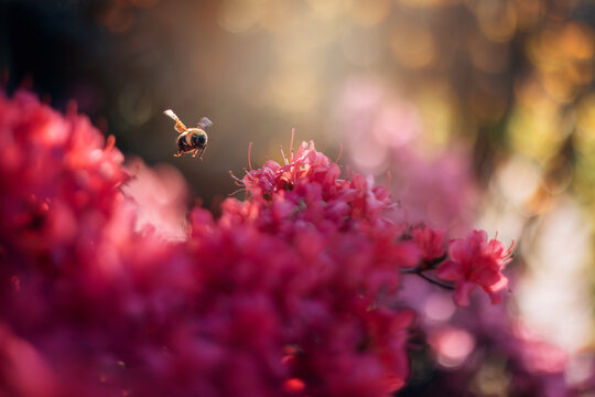 Bumblebee Flying over Pink Azalea Flowers with Golden light