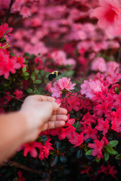 Hand Reaching for Pink Azalea Flowers with Bumblebee flying nearby