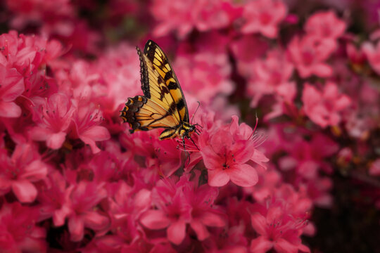 Swallowtail Butterfly sitting on Pink Azalea Bush