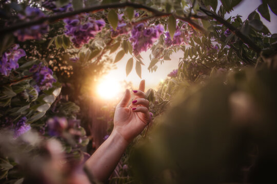 Hand Reaching for Wisteria Flowers at Sunset