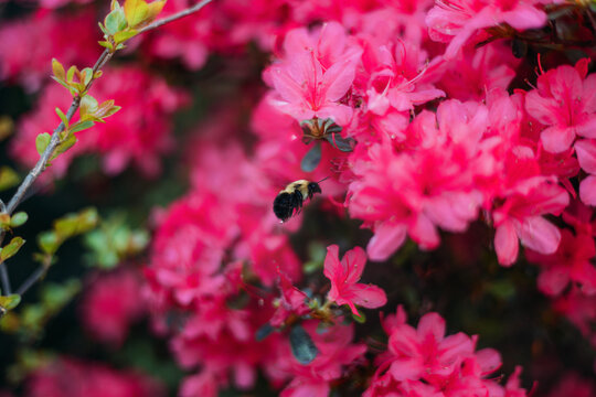 Bumblebee landing on Pink Azalea Flowers