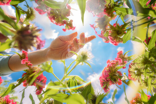Woman&rsquo;s hand reaching for pink flowers with blue skies