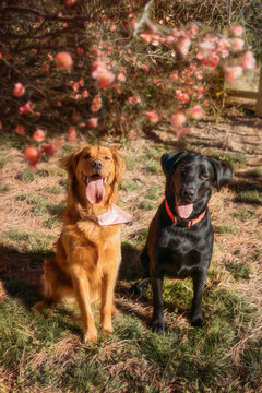 Two Retrievers Sitting Looking at Camera