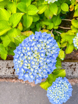 Blue Hydrangea Beauty