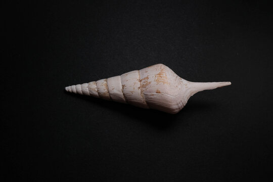  Elongated Fusiform Spindle Shell With Pointed Canal on Black Bac