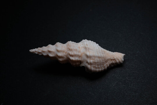  Elongated Fusiform Spindle Shell With Pointed Canal on Black Bac