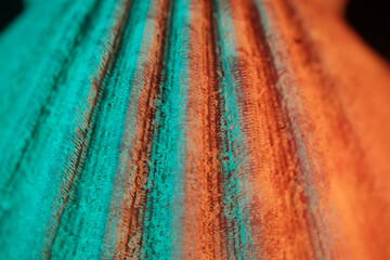 Extreme Macro Shell Surface Texture Bathed in Teal and Orange Li © Mohammed