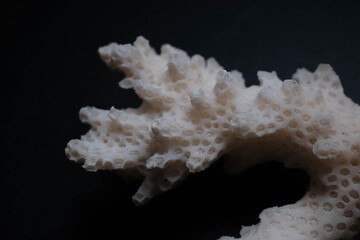 Bleached White Branching Coral Skeleton on Dark Studio Backgr © Mohammed