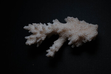 Bleached White Branching Coral Skeleton on Dark Studio Backgr © Mohammed
