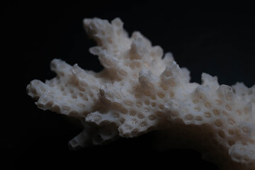 Bleached White Branching Coral Skeleton on Dark Studio Backgr © Mohammed