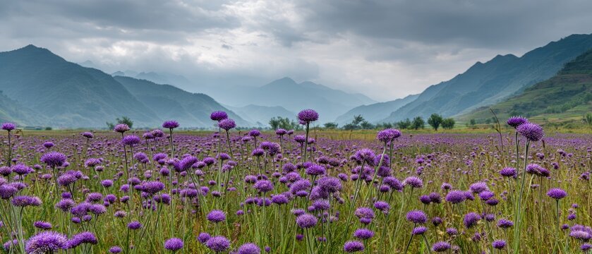 Expansive meadow of blooming purple globular flowers under misty mountains