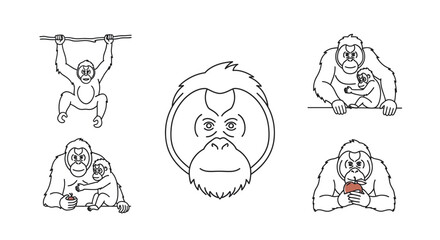 Outlined orangutan illustrations line art of ape in various poses for design © Kali