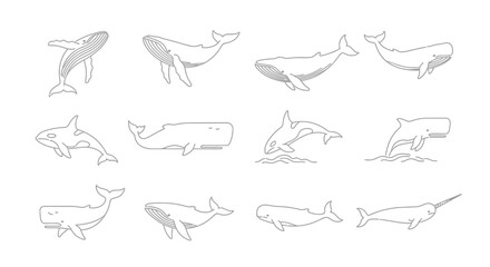 Line art illustrations of various whales against white background © Kali