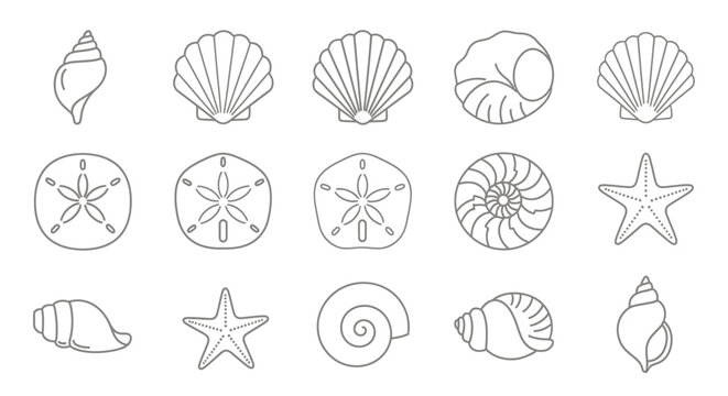Outlined seashell collection featuring diverse shapes and designs on a white background