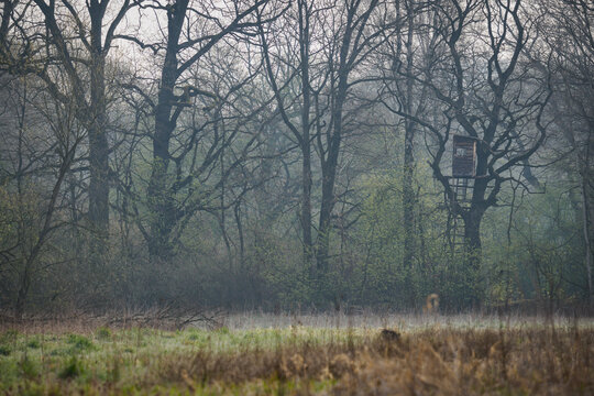 A hunting stand with a cover on a leafless tree in spring.