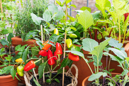 Urban gardening with chilli and assorted vegetables on a balcony