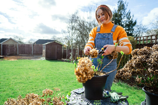 Gardener pruning potted hydrangea in sunny backyard