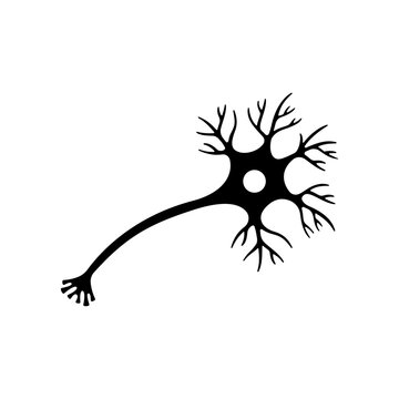 Neuron cell body with dendrites.