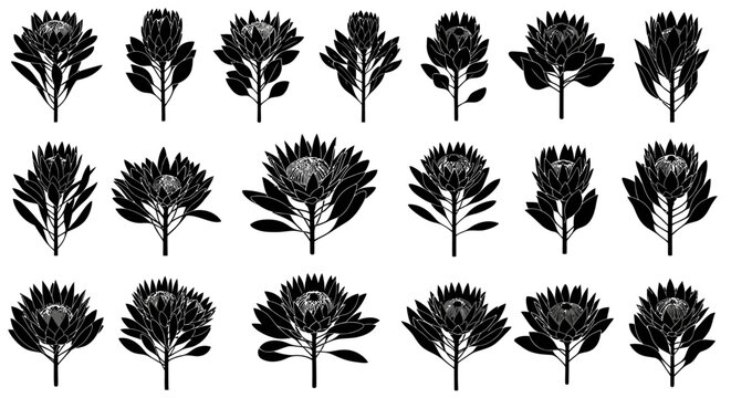 Black silhouettes of various protea flowers and leaves on white background botanical illustrations